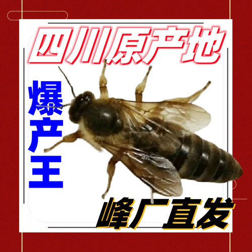 【下单秒发】中蜂王活体种王阿坝杂交野蜂土蜂王双色红背开产蜂王