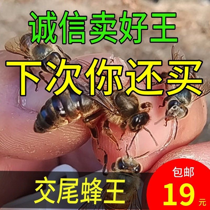 中蜂蜜蜂王种王纯种高产优质土蜂交尾新开产卵王阿坝广西处女王