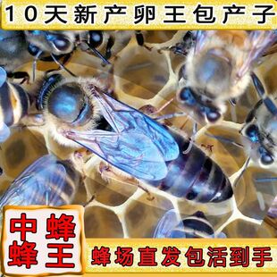 【包活到手】中蜂蜂王优质强群王蜂王种王阿坝开产王产卵王中华王