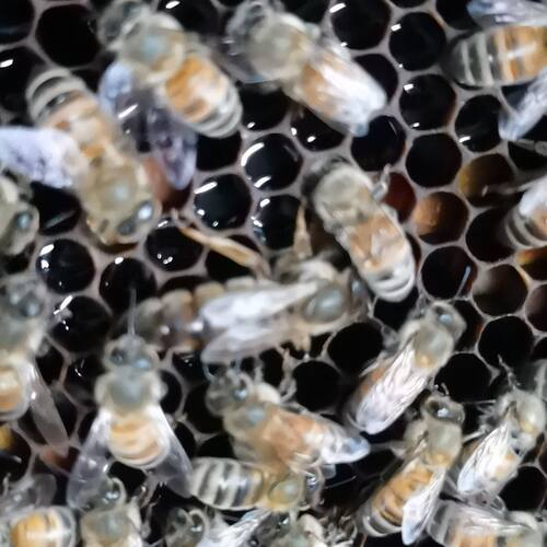 意蜂王蜂种王产卵王高产王喀尔巴阡生产王密王浆型产子王