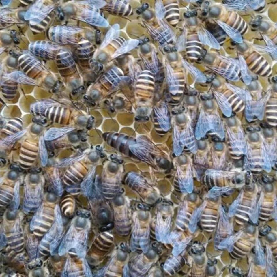 四川蜂王阿坝蜂王种王高产蜜开产王广西中蜂蜂王正品中蜂产卵王纯