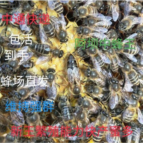 四川中蜂蜂王高产王大麻蜜蜂蜂王种蜂王阿坝蜂王中蜂王正品黑美人