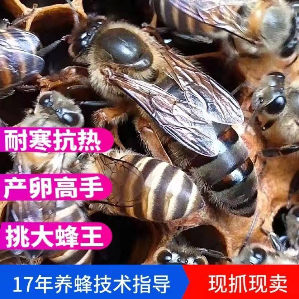 云贵高原新产王阿坝新开产王耐寒抗病维持强群高产卵采蜜种王优质