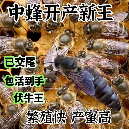 中蜂优质蜂王已交尾种王土蜂王伏牛王双色阿坝开产王