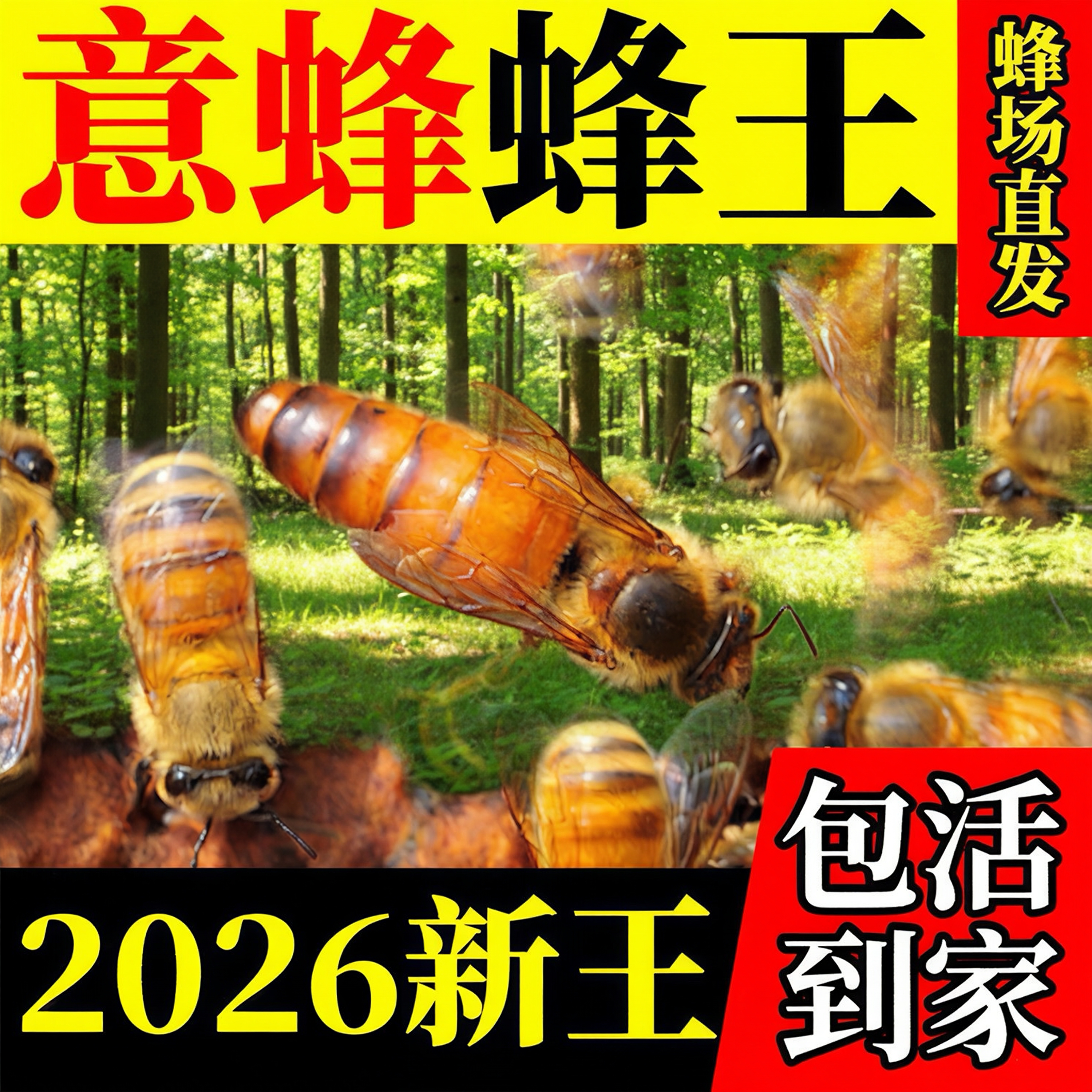 意蜂王种王蜜王浆王东北喀尔巴阡黑环黑蜂优质新开产卵王纯王包活