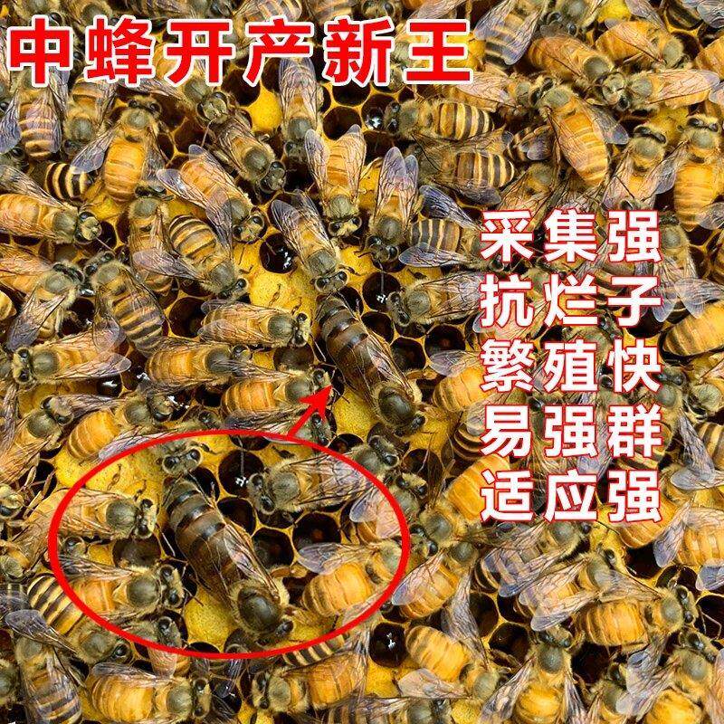 中锋双色杂交尾蜂王种王优质高产蜜蜂活体产卵王阿坝黑色开产处王