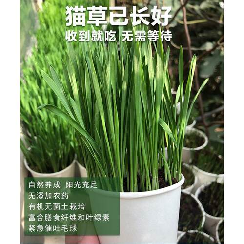 Pottery flower pots natural barley seeds cat grass cat
