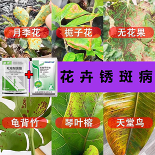 锈病用药除锈植物铁锈病锈斑病月季栀子花无花果花卉叶斑除锈病