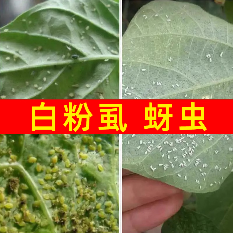 白粉虱白飞虱用药杀虫剂小飞虫辣椒黄瓜蔬菜白粉虱花卉蔬菜