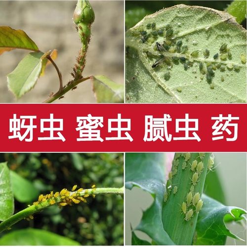 蚜虫腻虫蜜虫杀虫剂花卉果树辣椒黄瓜豆角番茄油虫密虫蜜虫杀虫剂