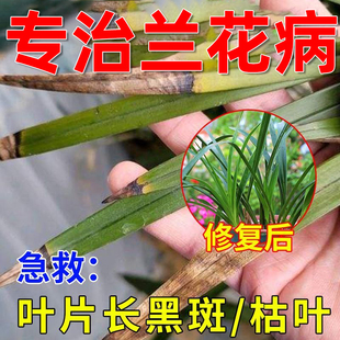 兰花专用药杀菌剂兰花黑斑病软腐根腐病炭疽病干尖叶斑病白粉病