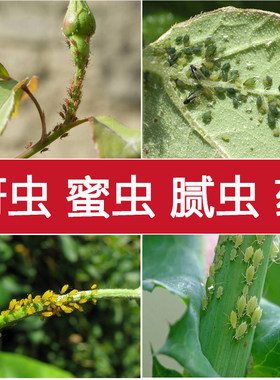 蚜虫杀虫剂腻虫花卉果树