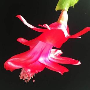 冬春新品 开 嫁接蟹爪兰盆栽花苗不带花苞多色新品 蟹爪莲苗带根四季