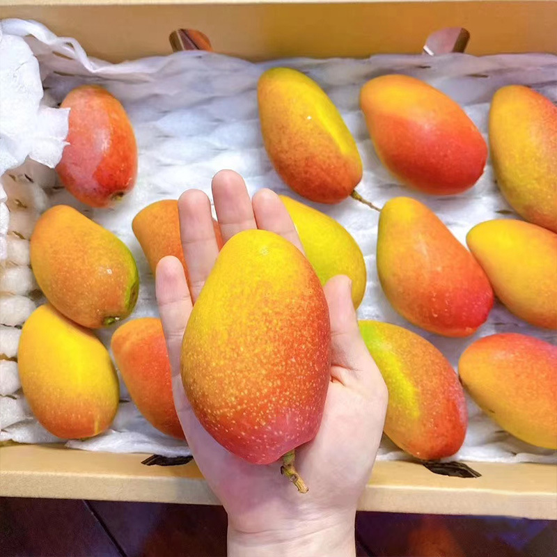 现摘贵妃芒芒果新鲜水果