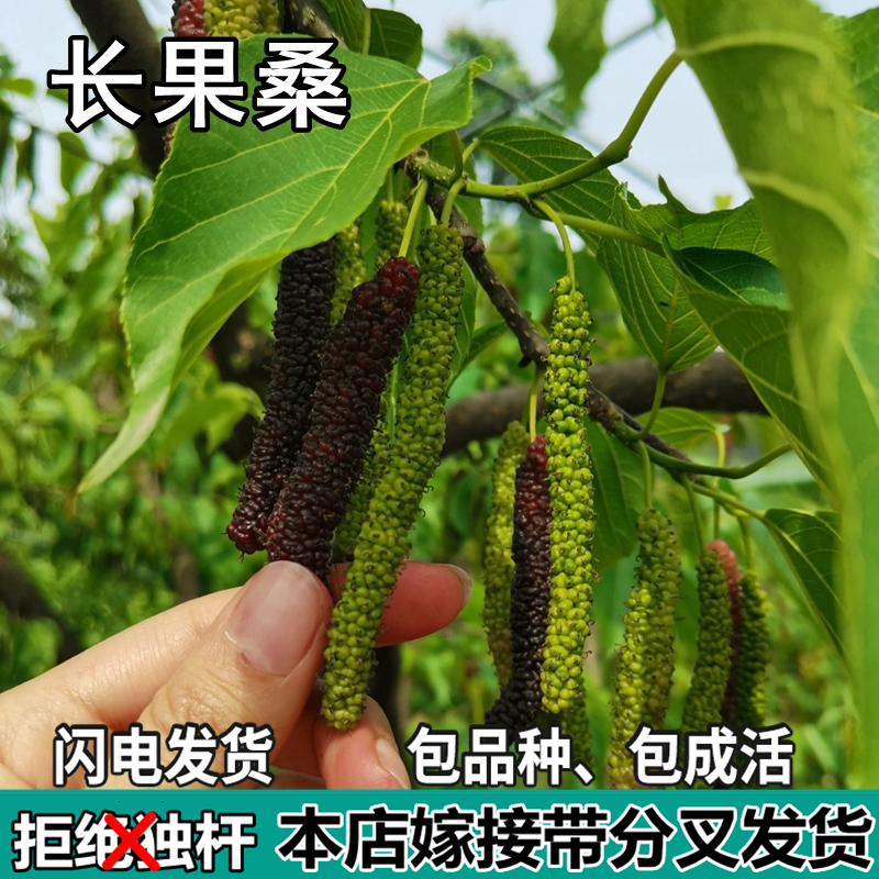 长果桑葚树苗南北方盆栽地栽种植桑树活苗嫁接四季果桑苗当年结果