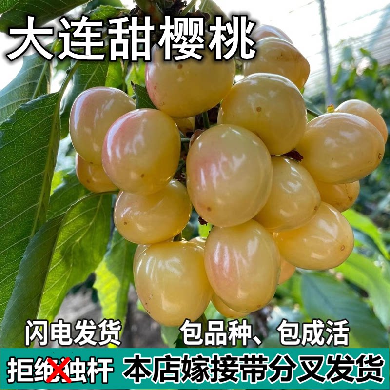 大连樱桃苗南北方地栽车厘子树苗樱桃/车厘子盆栽
