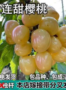 大连樱桃苗南北方地栽车厘子树苗盆栽特大嫁接樱桃果树苗当年结果