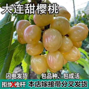 大连樱桃苗南北方地栽车厘子树苗盆栽特大嫁接樱桃果树苗当年结果
