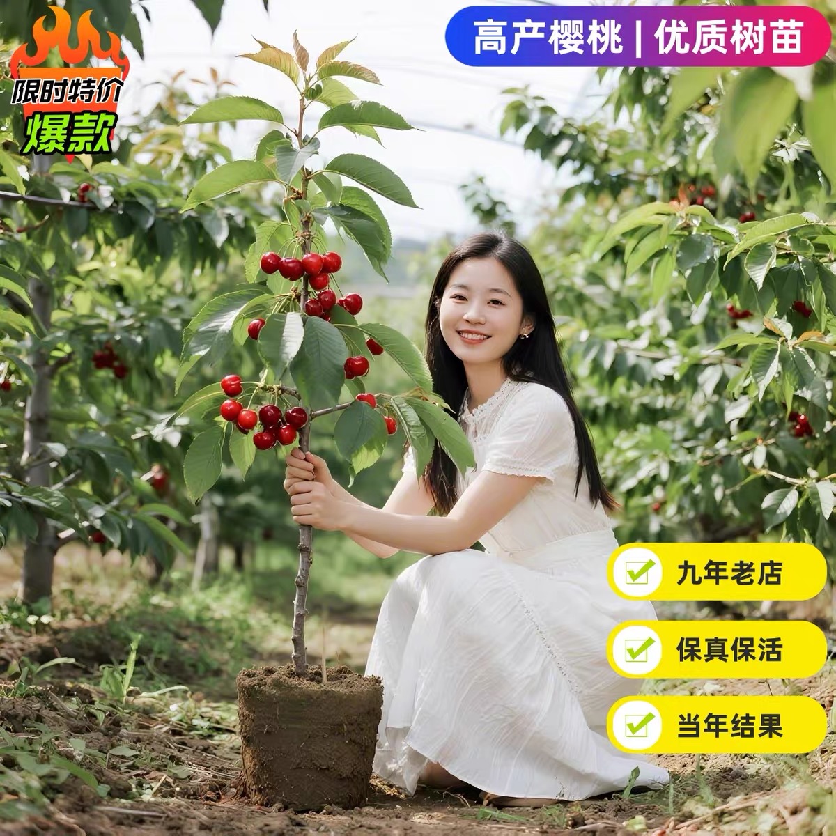 车厘子树苗正宗樱桃矮化