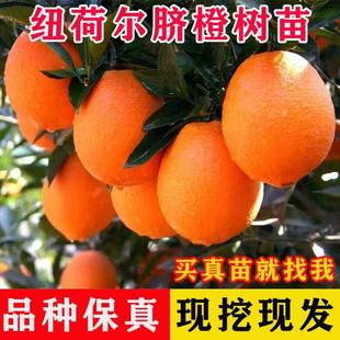 重庆纽荷尔脐橙嫁接苗广柑橙子树苗柑橘水果树苗当年结果