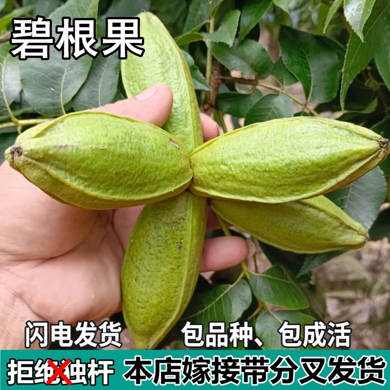 碧根果核桃树苗南北方地栽庭院盆栽种植嫁接薄皮核桃树苗当年结果