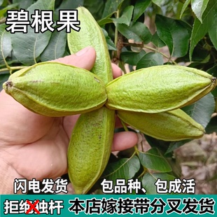 碧根果核桃树苗南北方地栽庭院盆栽种植嫁接薄皮核桃树苗当年结果