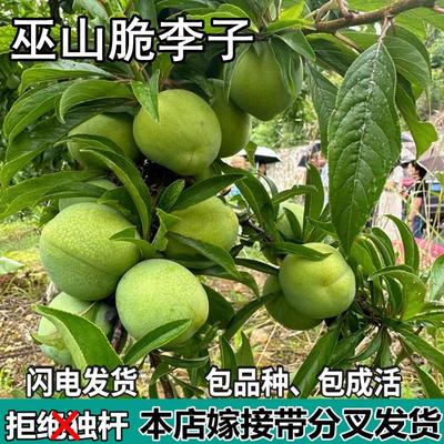 巫山脆李果树苗南北方地栽庭院阳台盆栽种植嫁接李子树苗当年结果