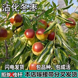 沾化冬枣苗树二代活苗南北方盆栽地栽特大枣子嫁接果树苗当年结果
