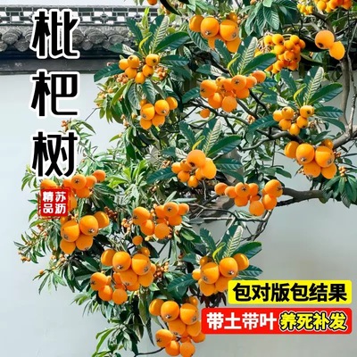 枇杷树苗琵琶果苗大果嫁