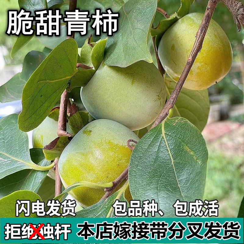 脆甜青柿树苗南北方庭院地栽盆栽种植嫁接甜脆柿果树活苗当年结果