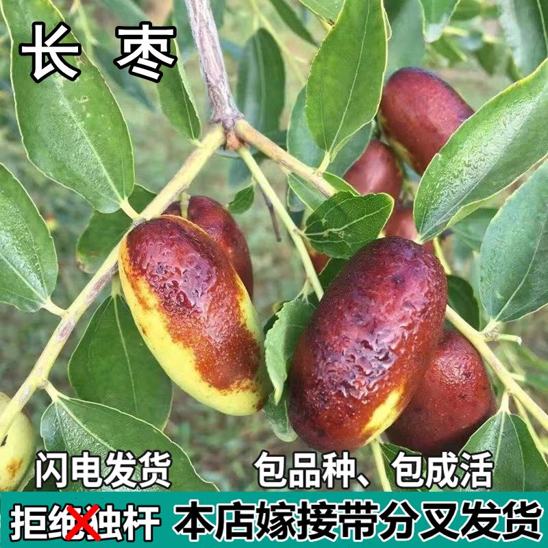 灵武长枣苗树南北方庭院地栽特大枣子果树苗盆栽嫁红枣接当年结果