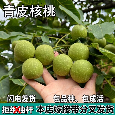 青皮核桃树苗南北方地栽庭院盆栽种植嫁接薄皮核桃果树苗当年结果