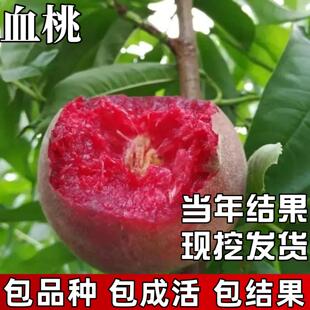 血桃树果苗南北方种植耐寒特大号晚熟桃子盆栽嫁接活大树当年结果