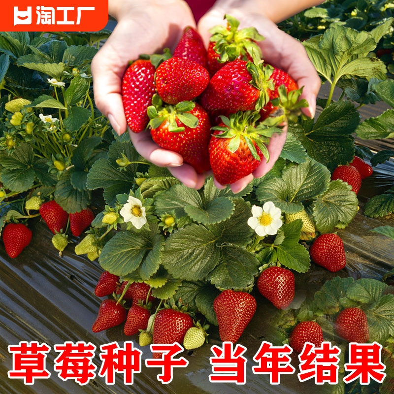 四季草莓种子500粒