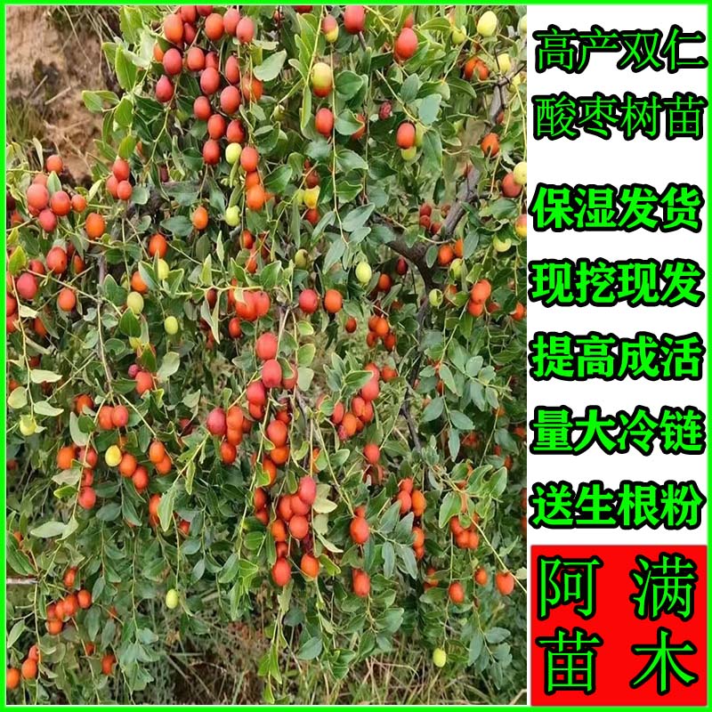 正宗药用双仁酸枣树苗