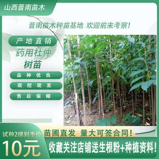 杜仲树苗正宗银丝杜仲苗南北方地栽盆栽野生杜仲名贵中药材树现挖