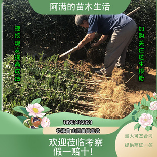 花椒树苗山西苗圃高产大果大红袍狮子头花椒苗南北方庭院地栽耐寒