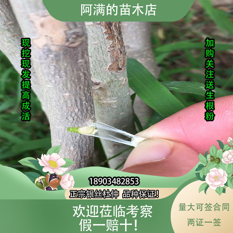 杜仲树苗正宗银丝杜仲苗南北方地栽盆栽野生杜仲名贵中药材树现挖