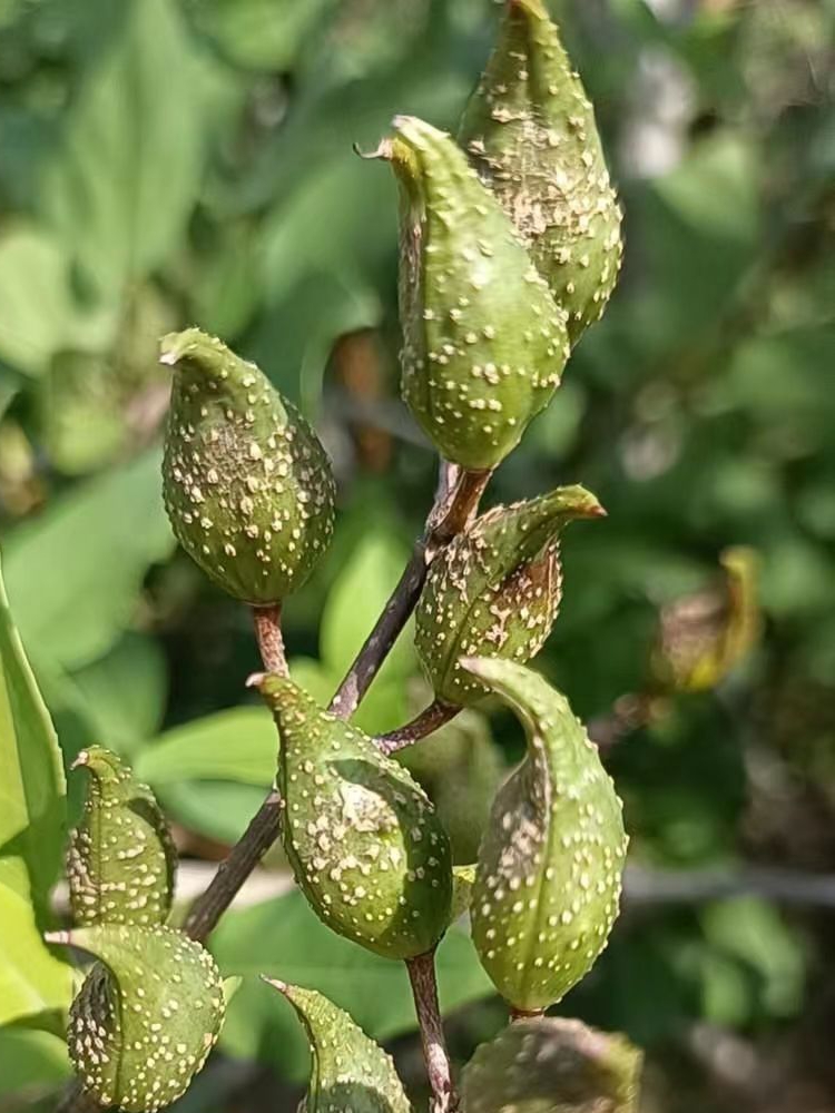 连翘苗科研5号药用高产大果连翘树苗南北方荒山平原地栽树苗现挖