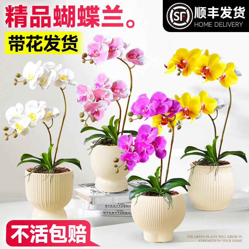 速发精品蝴季兰盆花花苗带栽苞室内花卉植物客厅台名贵四蝶开花