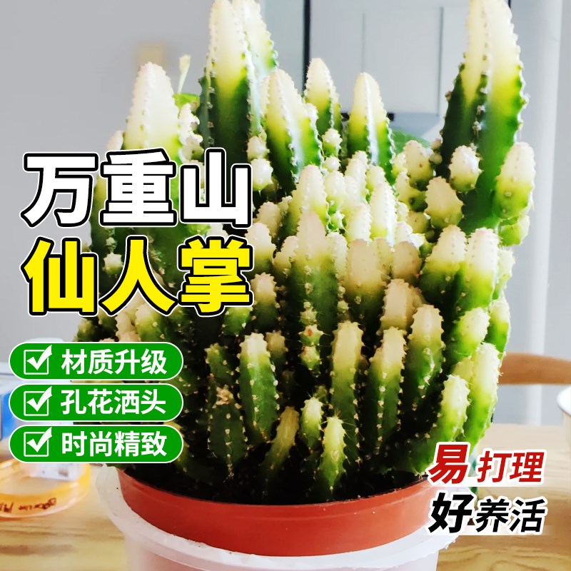 速发仙人掌绿山栽盆植物桌面懒人重植多肉室内办公室盆景