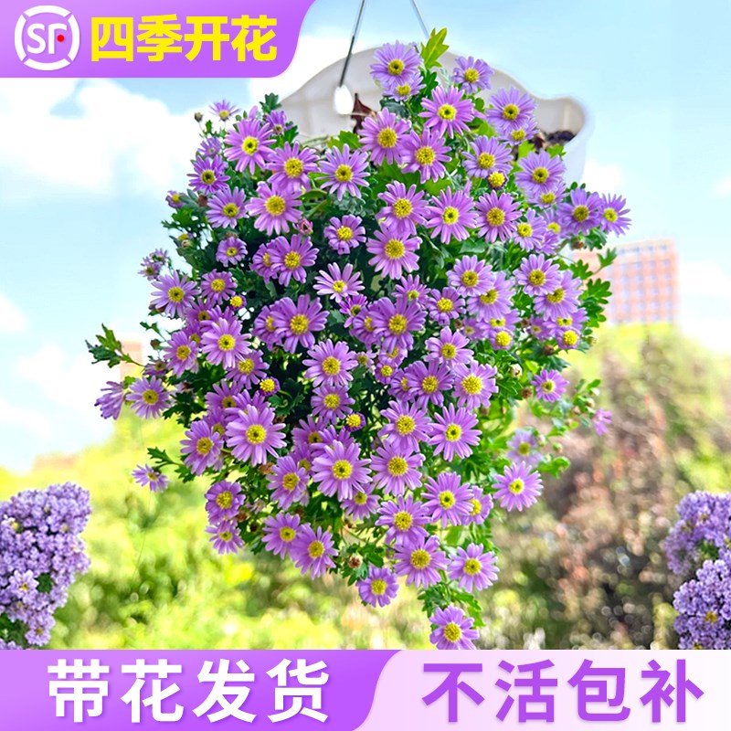 速发姬小开盆栽花四带花苞花卉室内外台植物苗季菊花适合懒人养的