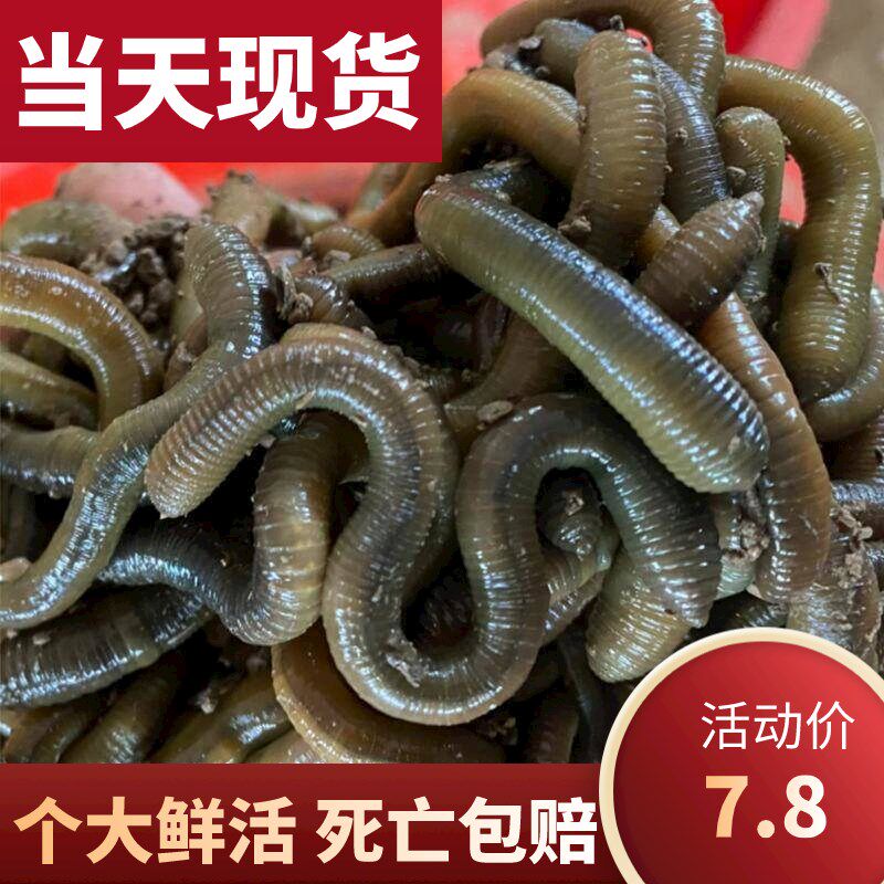速发鲜活黑蚯蚓钓黄蚯青鳝蚓特大臭蚯蚓地龙鱼蚓野钓钓蚯活铒
