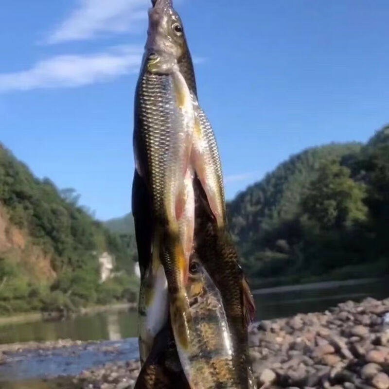 千岛湖石斑鱼鲜活2斤小河鱼整条杂鱼小溪淡水鱼活鱼现杀发货2斤
