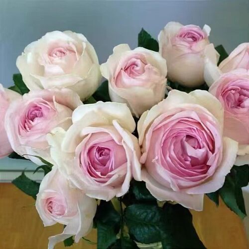 伊芙婚礼盒玫瑰花苗月季