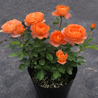 月季玫瑰花苗四季开花