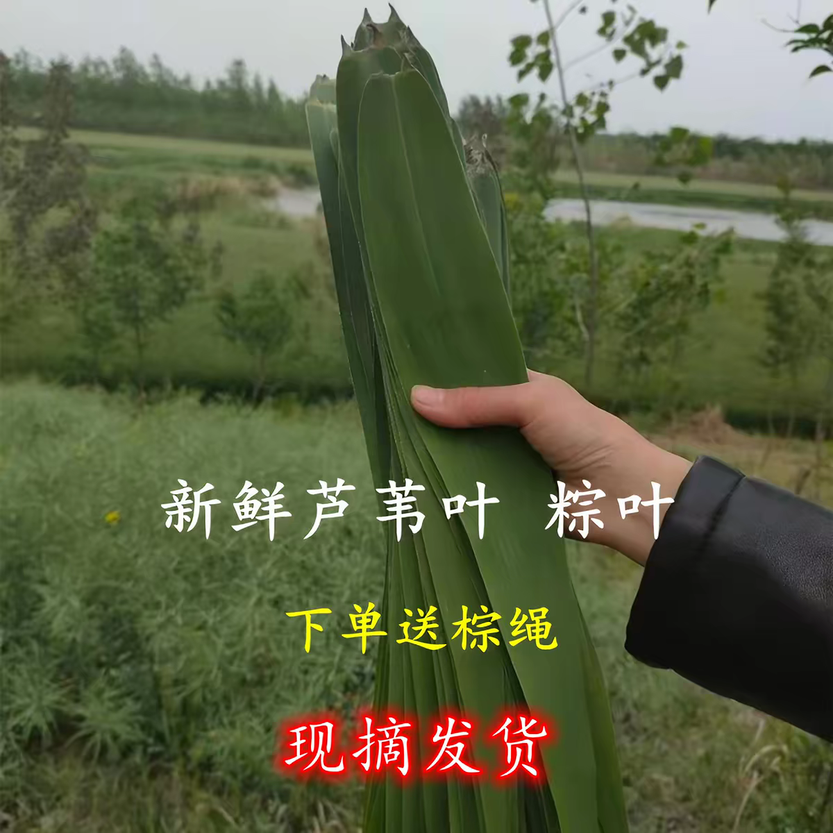 骆马湖野生苇叶 正宗芦苇叶 棕子叶 粽叶 包粽子材料 现摘发货