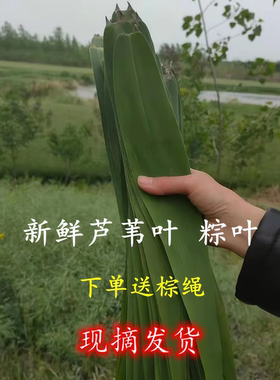 芦苇叶新鲜粽叶野生粽叶包邮