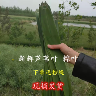 骆马湖野生苇叶 正宗芦苇叶 棕子叶 粽叶 包粽子材料 现摘发货