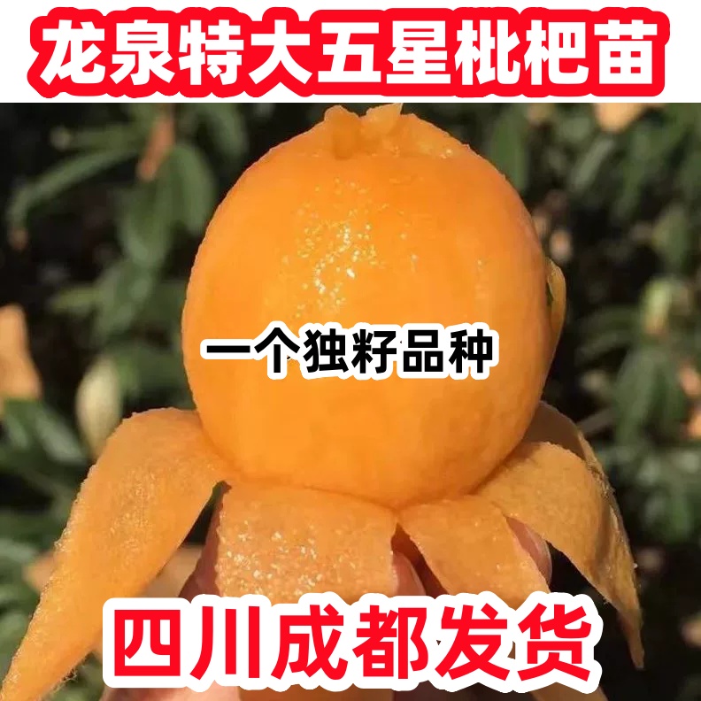 花裙栀无核砂糖枇杷树苗